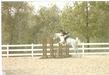 Thanks you SO much Jennifer Web & Irene Miller for sharing this wonderful horse with us!