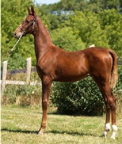 4 month old Colt