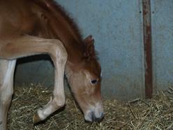 Look mom I am going to trot this high when I get big. I promise!